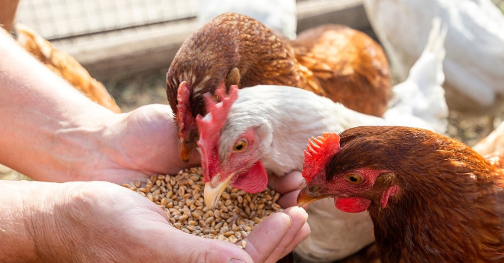 regulatory hurdles for plantbased feed additives